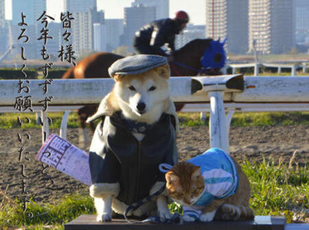Lucu,kucing dan anjing asal jepang ini bersahabat loo