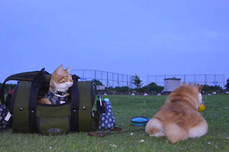 Lucu,kucing dan anjing asal jepang ini bersahabat loo