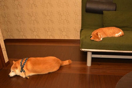 Lucu,kucing dan anjing asal jepang ini bersahabat loo