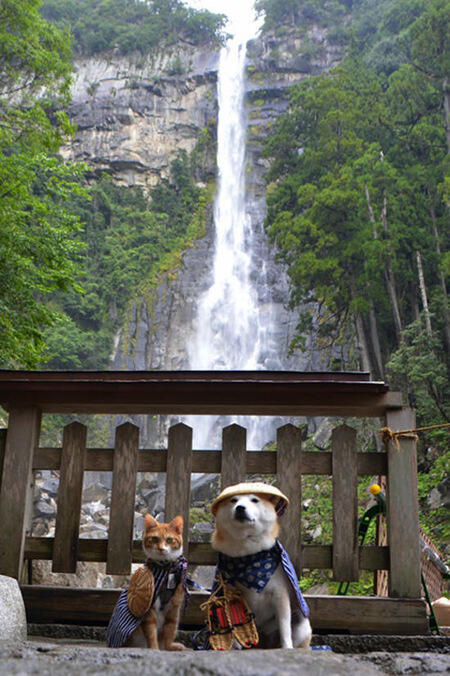 Lucu,kucing dan anjing asal jepang ini bersahabat loo