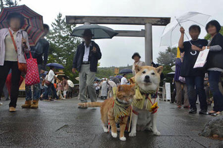 Lucu,kucing dan anjing asal jepang ini bersahabat loo