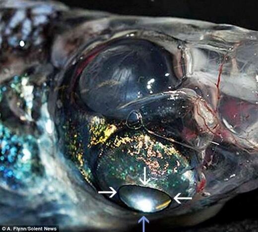 Ikan Bermata Empat Ditemukan di Laut Tasman