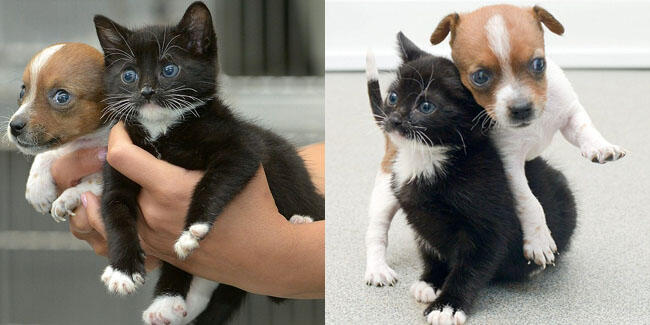 Nyata: Kucing dan Anjing Dibuang Yang Saling Menyayangi