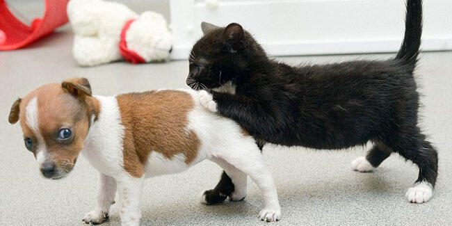 Nyata: Kucing dan Anjing Dibuang Yang Saling Menyayangi