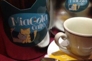 MiaGola, Cafe dengan Greeter Kucing