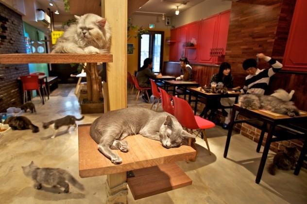 MiaGola, Cafe dengan Greeter Kucing