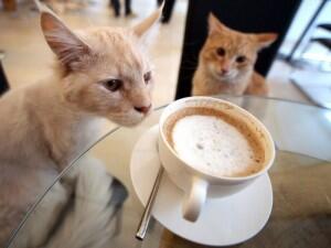 MiaGola, Cafe dengan Greeter Kucing