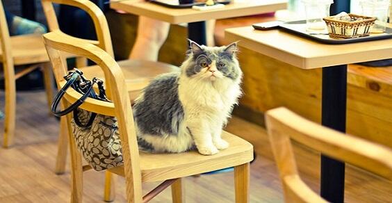 MiaGola, Cafe dengan Greeter Kucing