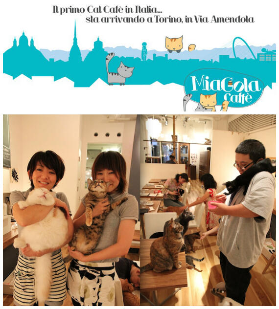 MiaGola, Cafe dengan Greeter Kucing