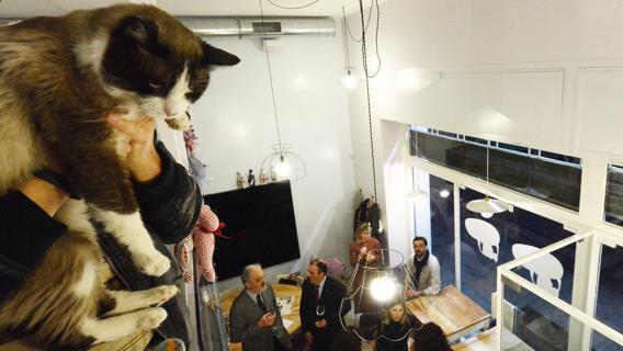 MiaGola, Cafe dengan Greeter Kucing