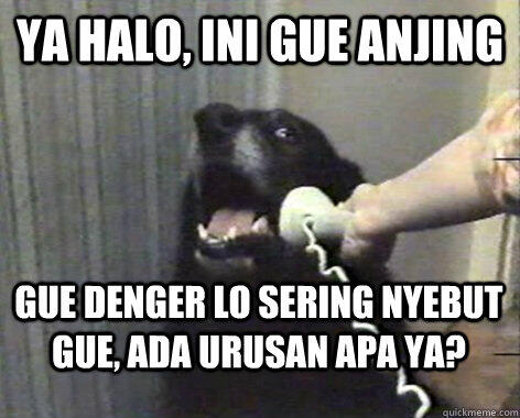 Berita Tragis anjing Pom