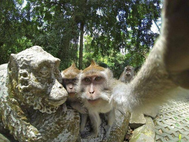 kumpulan foto hewan bergaya selfi