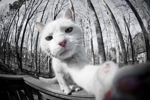 kumpulan foto hewan bergaya selfi