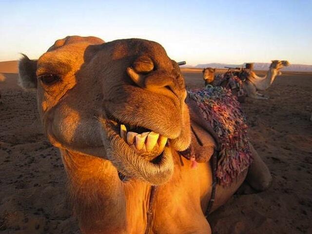 kumpulan foto hewan bergaya selfi