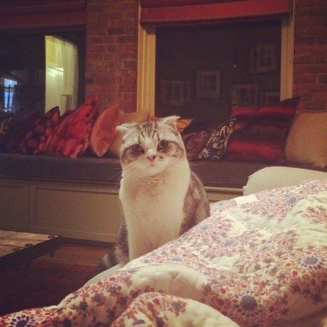 &#91;PIC&#93; Ini Dia Si Meredith, Kucing Lucu Milik Taylor Swift 