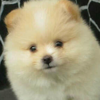 Perawatan Anjing Minipom dan Pom