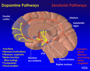 Beda Otak Pecandu Judi dan Otak Orang Normal!
