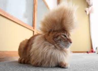 KUCING MOHAWK