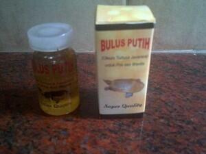 Minyak Bulus