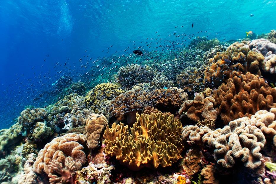 KEINDAHAN WAKATOBI PART II