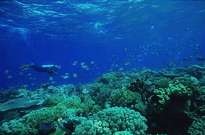 KEINDAHAN WAKATOBI PART II