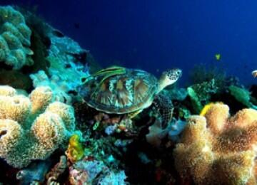 KEINDAHAN WAKATOBI PART II