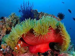 KEINDAHAN WAKATOBI PART II