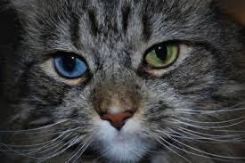 mata keren si kucing