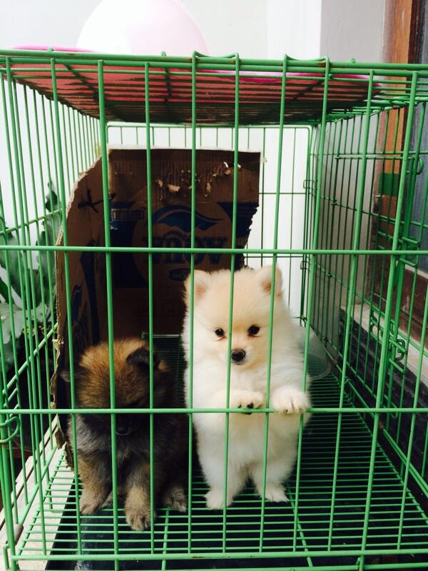 Mini pom lucu ada warna putih kecoklatan dan hitam kecoklatan