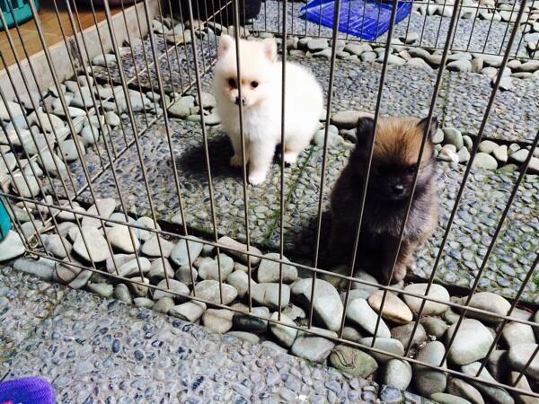 Mini pom lucu ada warna putih kecoklatan dan hitam kecoklatan