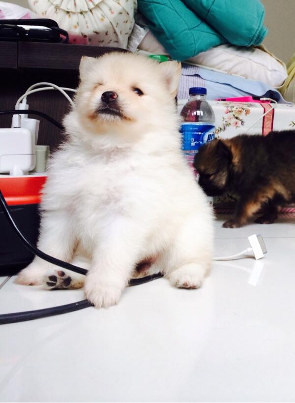 Mini pom lucu ada warna putih kecoklatan dan hitam kecoklatan
