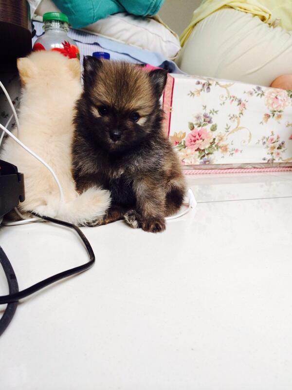Mini pom lucu ada warna putih kecoklatan dan hitam kecoklatan