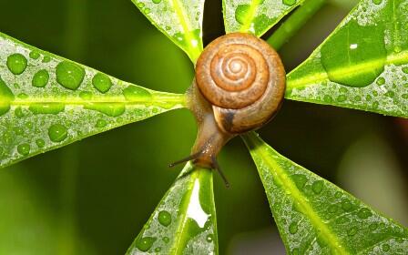 Siput-Siput Hampir Punah yang Belom Agan Tau