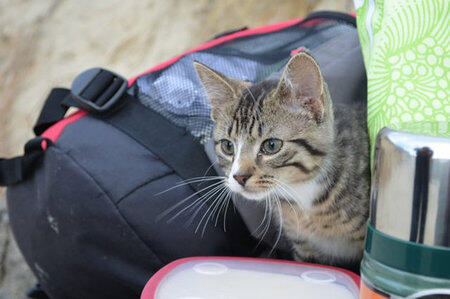Travelling Jadi Lebih Seru Kalau Anda Membawa Kucing Ini