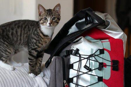Travelling Jadi Lebih Seru Kalau Anda Membawa Kucing Ini