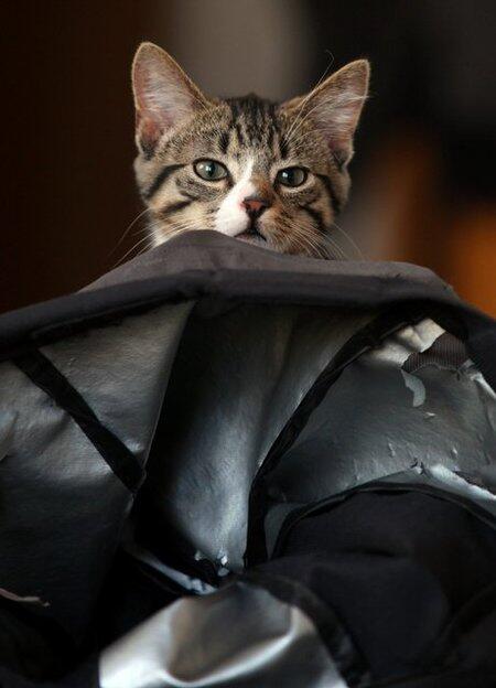 Travelling Jadi Lebih Seru Kalau Anda Membawa Kucing Ini