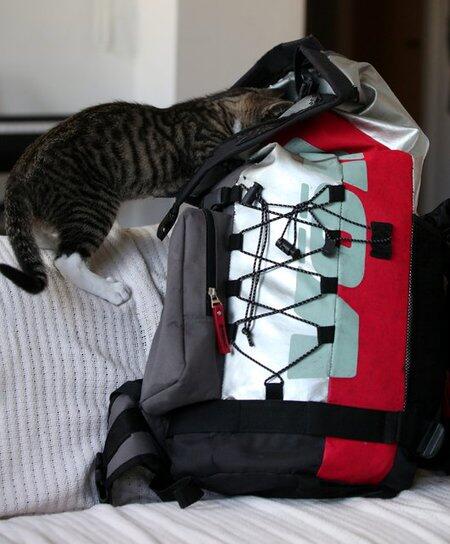 Travelling Jadi Lebih Seru Kalau Anda Membawa Kucing Ini