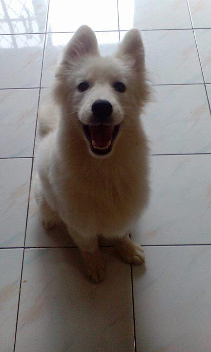 Terjual Anjing Samoyed Pupy Jual Cepat Kaskus