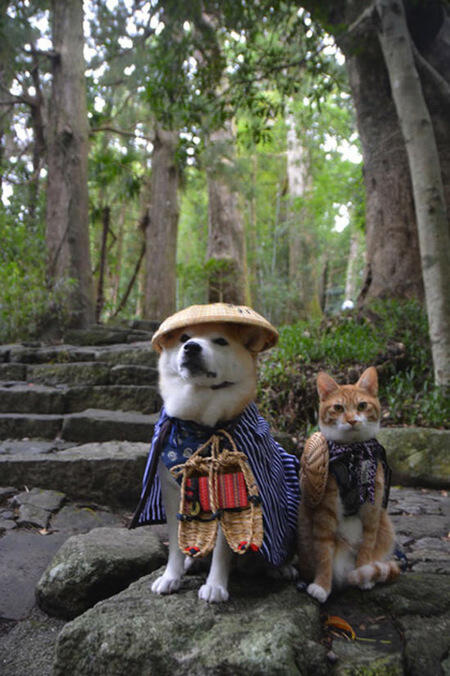 Lucunya, Anjing Dan Kucing Asal Jepang Ini Bersahabat Lho