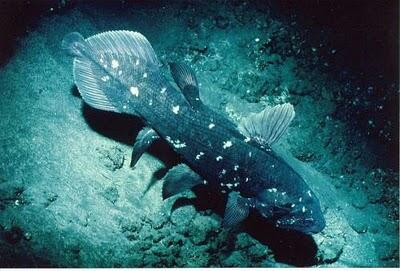 10 Jenis Ikan Purba di Dunia yang Belum Punah
