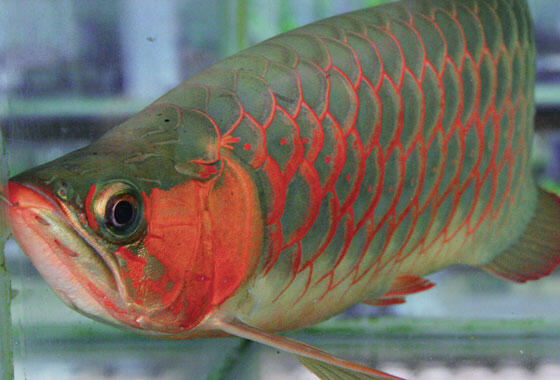 10 Jenis Ikan Purba di Dunia yang Belum Punah