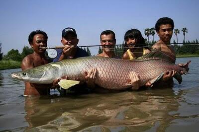 10 Jenis Ikan Purba di Dunia yang Belum Punah