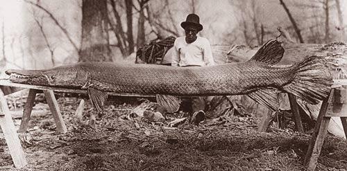 10 Jenis Ikan Purba di Dunia yang Belum Punah