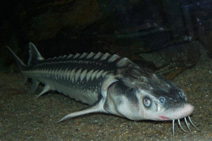 10 Jenis Ikan Purba di Dunia yang Belum Punah
