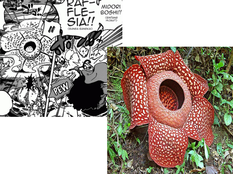 12 Kesamaan dunia One Piece dengan Indonesia