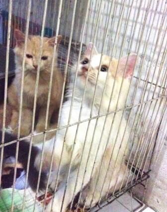 Terjual 2  ekor anak kucing  anggora  umur  3 bulan  bonus 