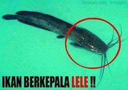 NYesel klao g liat ikan terunik,teraneh dan terlangka di dunia