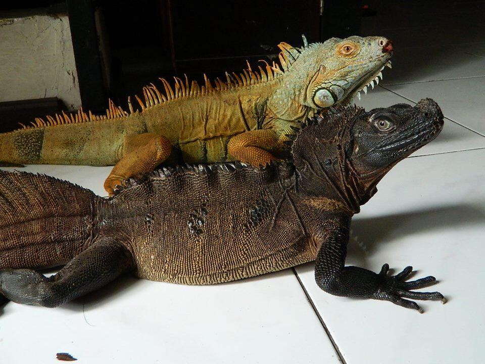 Dinosaurus Dan Naga Yang Biasa Dipelihara Di Kehidupan Nyata!!!