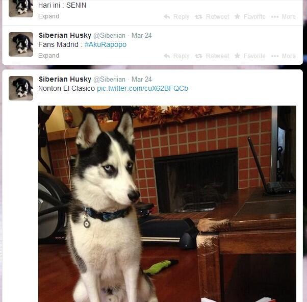 Anjing Kocak Main Twitter @Siberiian... &#91; PIC++ &#93;