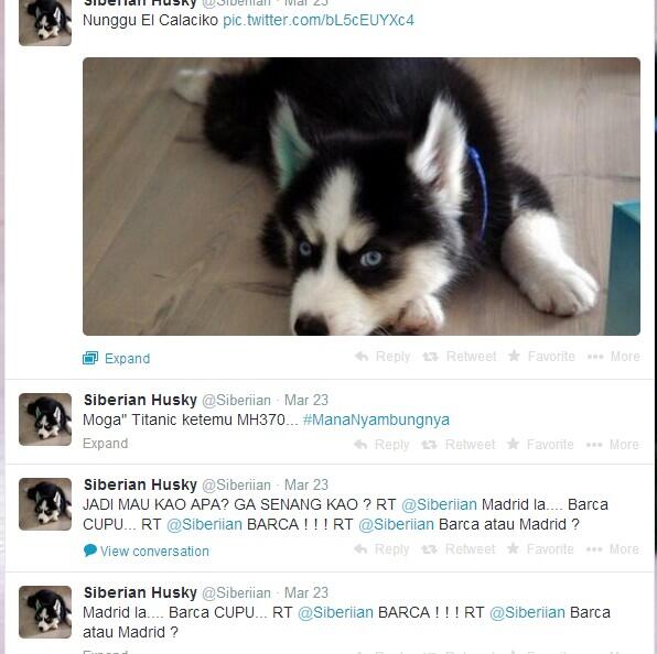 Anjing Kocak Main Twitter @Siberiian... &#91; PIC++ &#93;